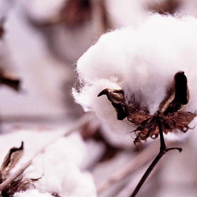 cotton flower